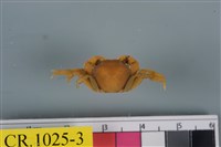 藏品(絨毛近方蟹)的圖片